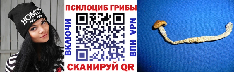 купить наркотики цена Заводоуковск Псилоцибиновые грибы Magic Shrooms